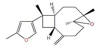 Sinubatin B